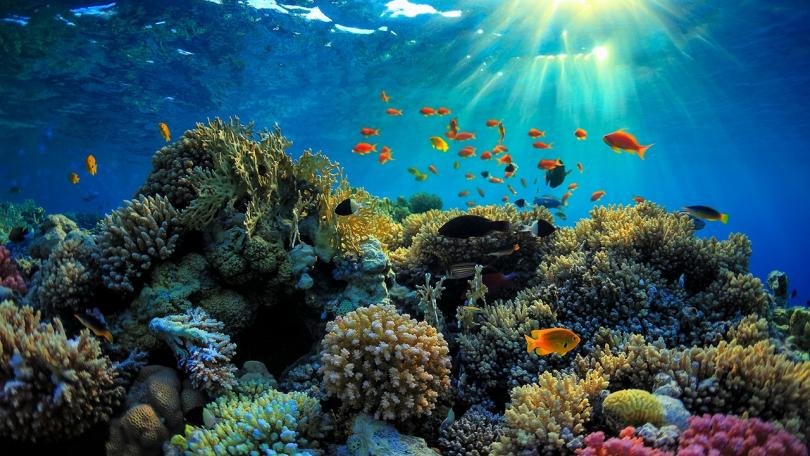 големият бариерен риф вече критично застрашен природен обект