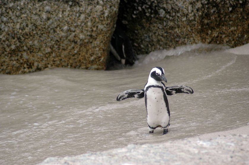 заснеха рядък вид пингвин остров галапагос