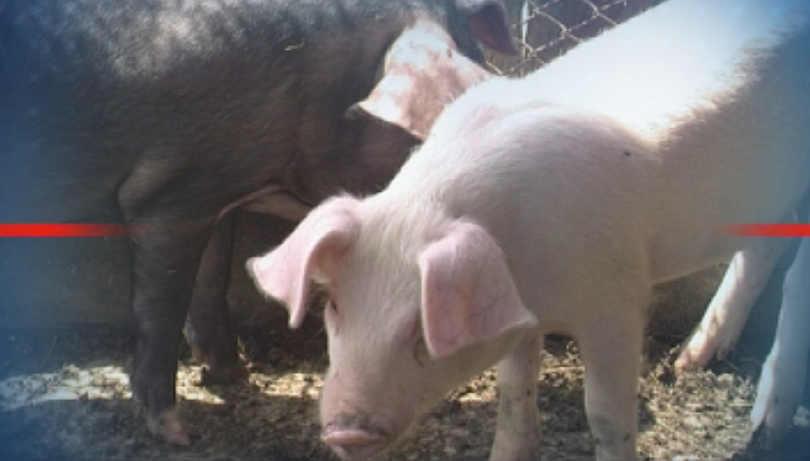 БАБХ откри 31 случая на африканска чума по свинете през ноември