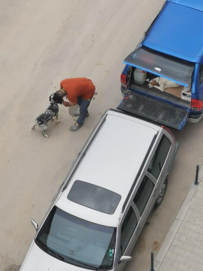 мъж отглежда кучета багажник автомобил клетки