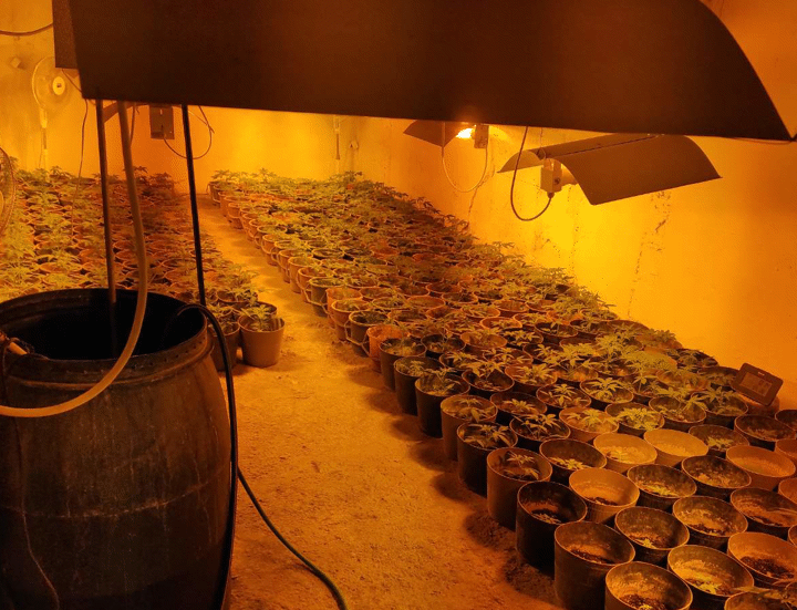 Разкриха голяма наркооранжерия в Бойчиновци