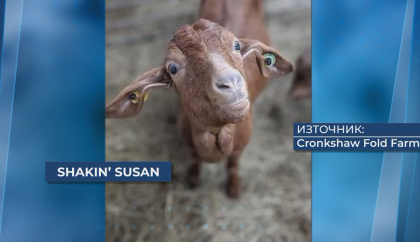 Уникален бизнес: Ферма дава козички под наем за онлайн срещи