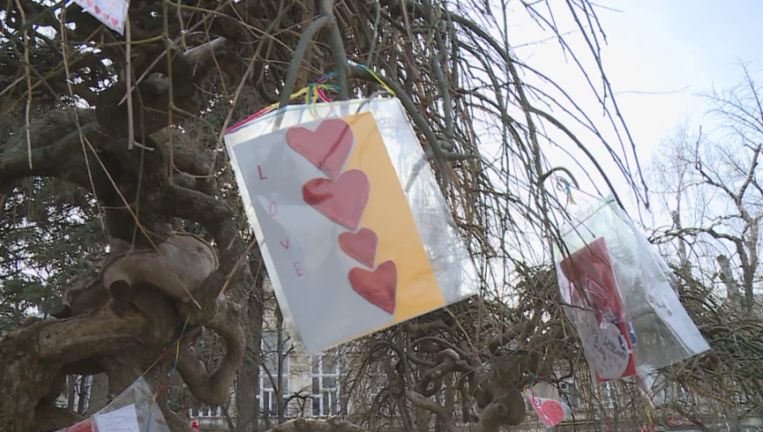 Дърво на влюбените "разцъфна" в Русе