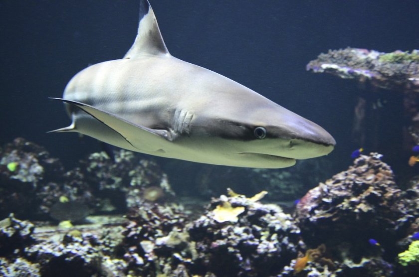 плувец загина атака акула нова каледония