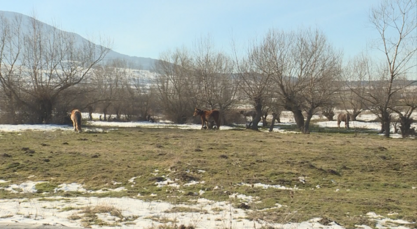 Коне застрашават шофьори на пътя край Дупница