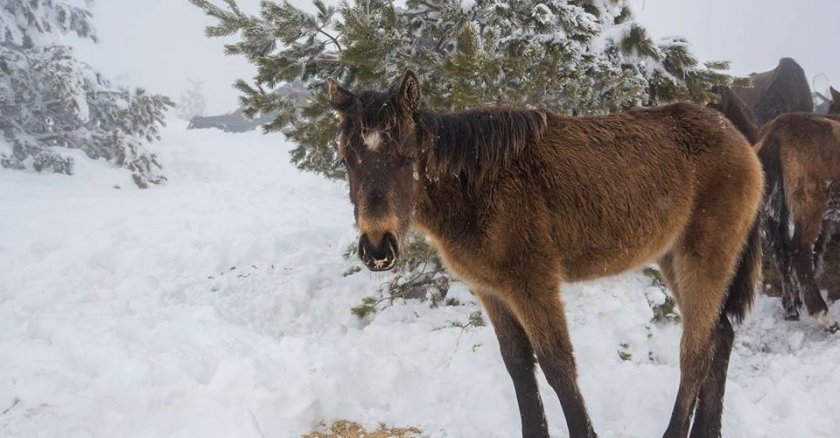 Три години по-късно: Глобиха животновъда, причинил смъртта на конете в Осоговската планина