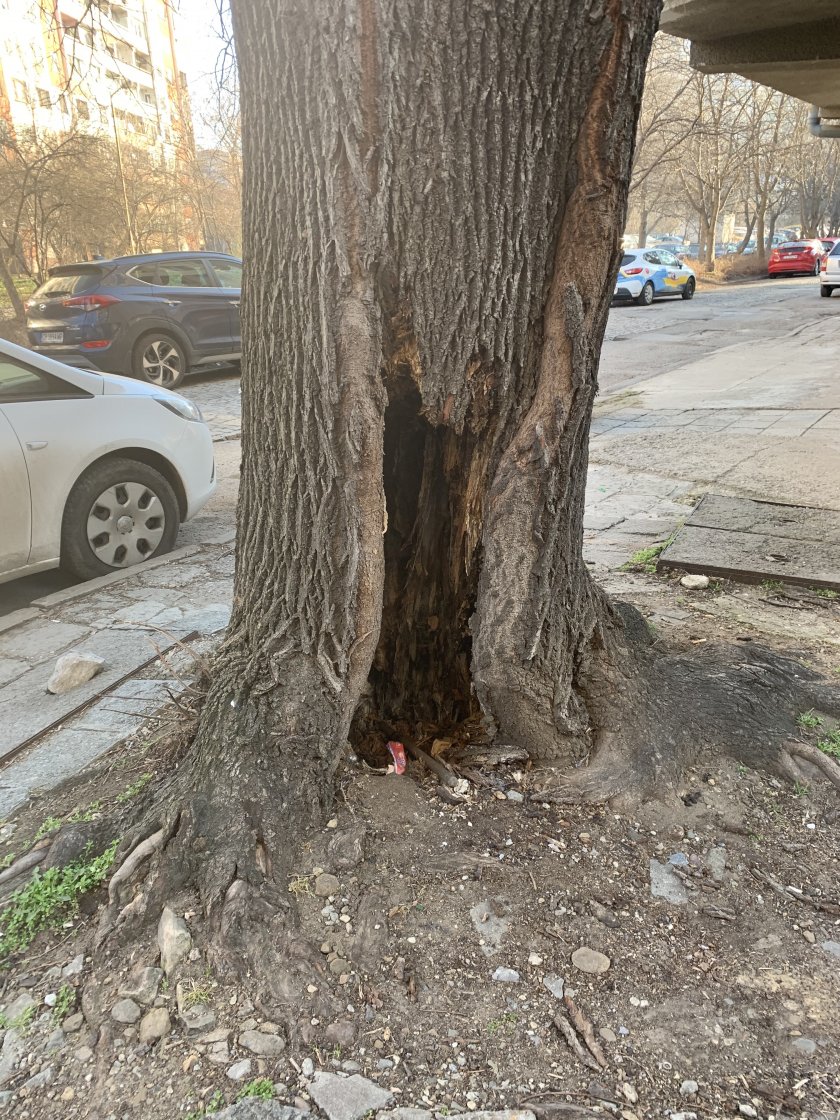 Опасно дърво на улица "Кюстендил" в София