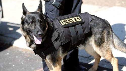 полицейските кучета включиха борбата covid латинска америка