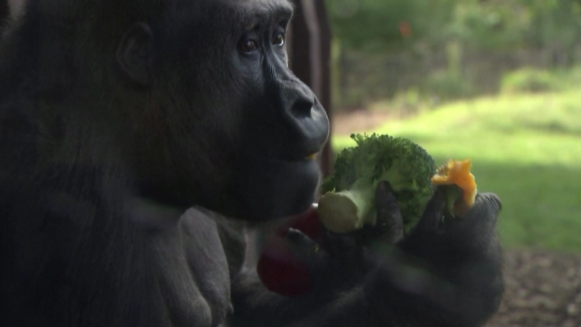 горили направиха пикник зоопарк лондон