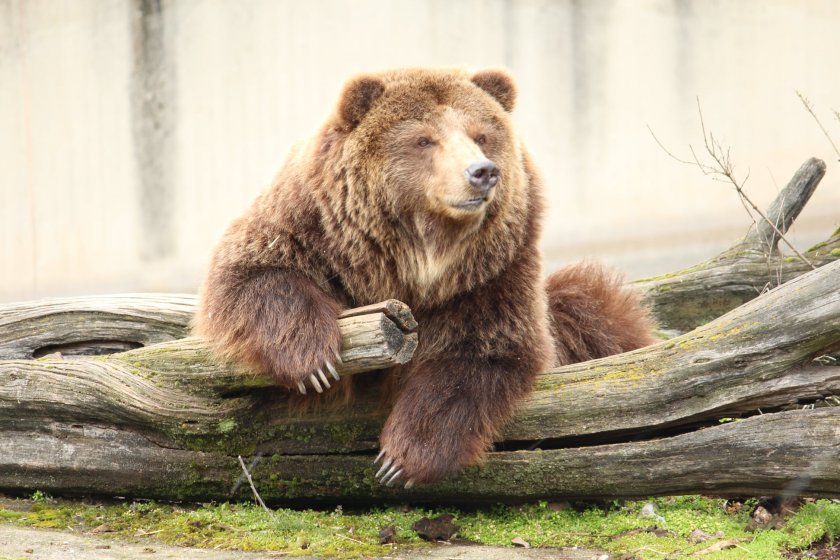 мечката рони столичния зоопарк събуди зимен сън