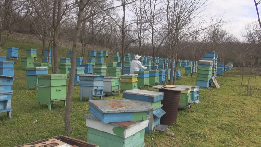 Масова смърт на пчели край Бургас, затова сигнализират пчелари. От