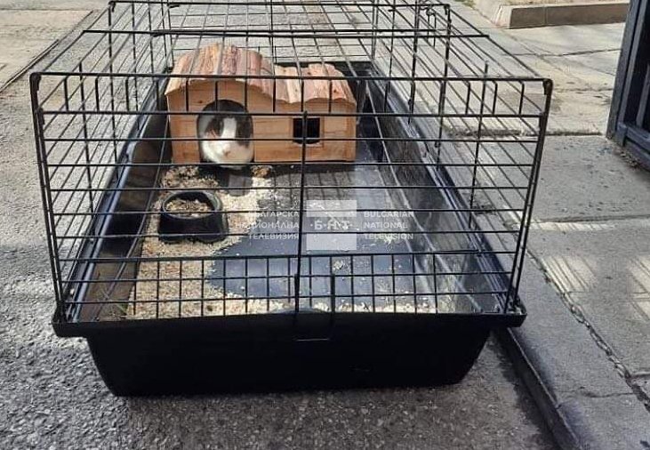 Пореден случай: Две зайчета бяха изхвърлени до контейнер в София