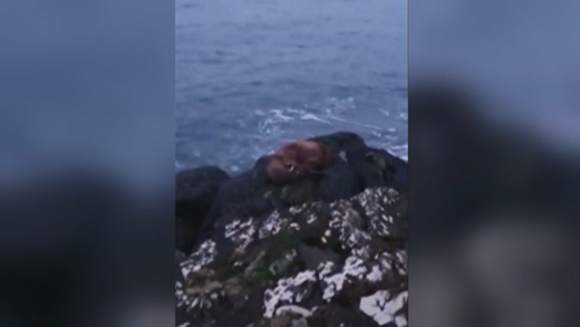 Малък морж беше забелязан край ирландския бряг. Морският бозайник е