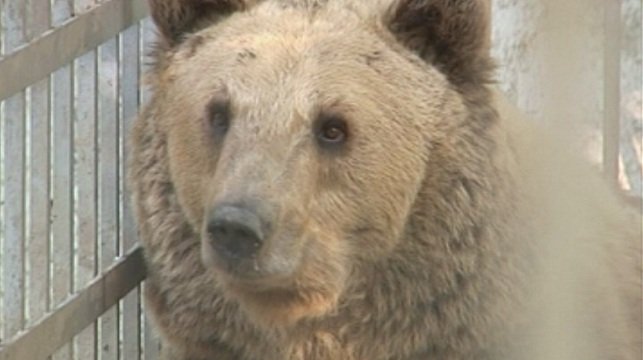 Необичайно топлото време събуди мечките в парка в Белица