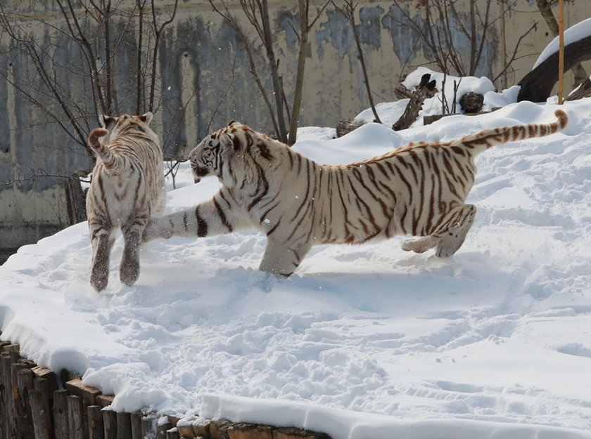 Бенгалските тигри от столичния зоопарк се забавляват в снега