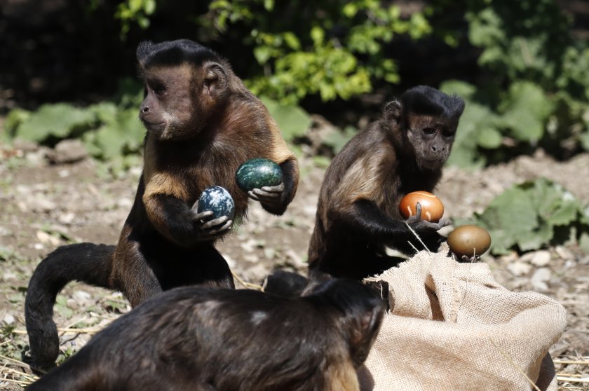 великденски изненади животните зоопарк загреб снимки