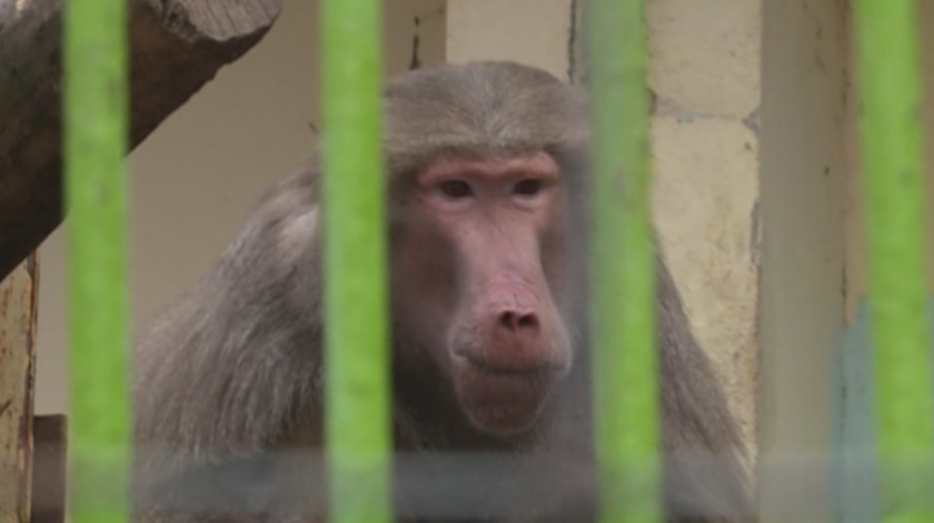 Зоопаркът в Благоевград започва ремонт, след който да получи лиценз