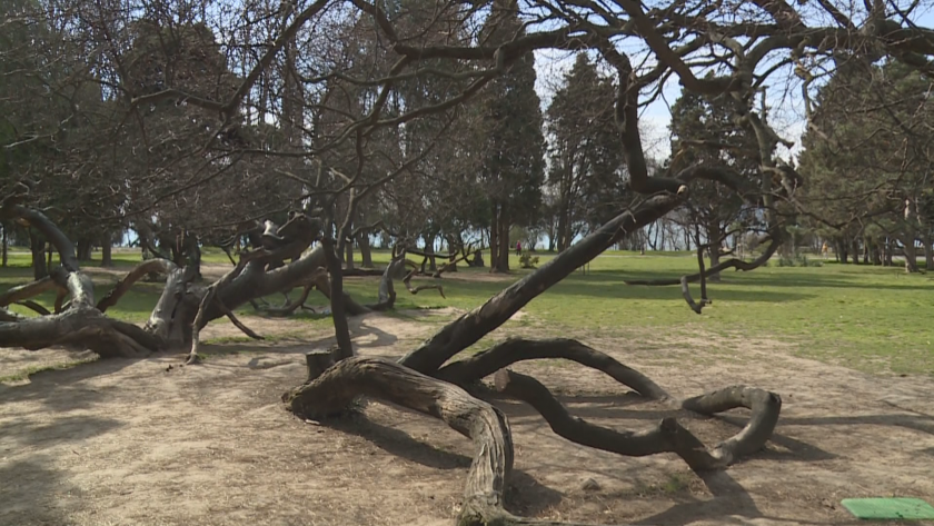Емблематичното криво дърво в Морската градина във Варна е заградено