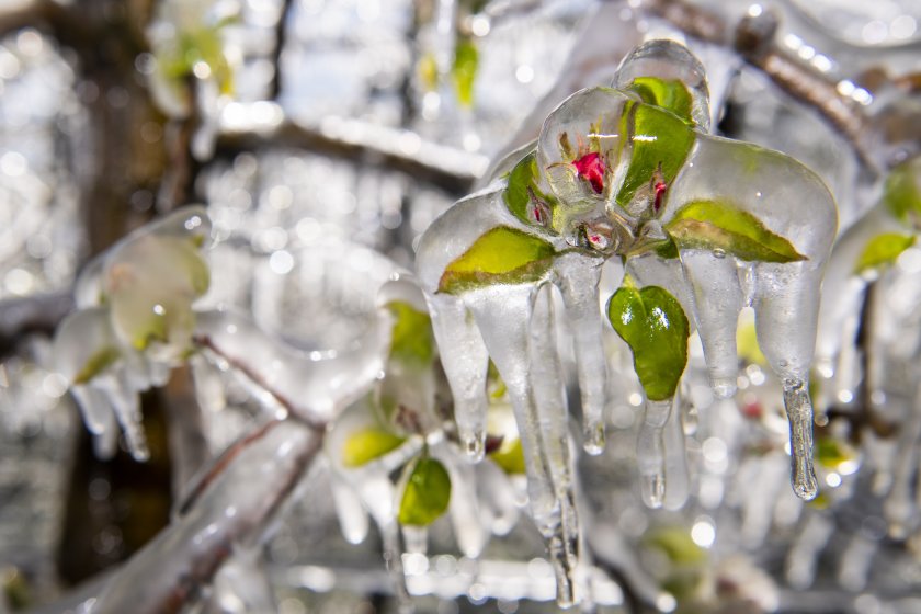 живот изчакване ледени дрехи овошките швейцария измръзване снимки