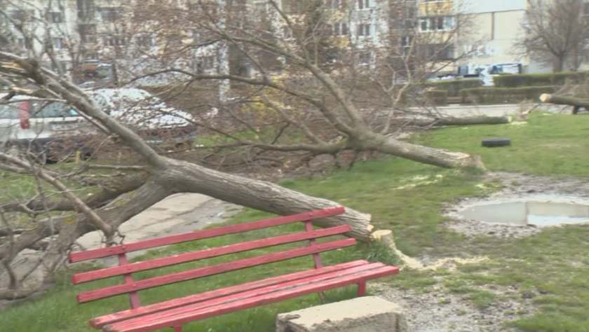 Неизвестни граждани от няколко дни изсичат дървета в столичния квартал