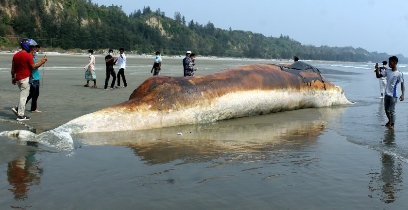 два мъртви кита изхвърли морето брега бангладеш