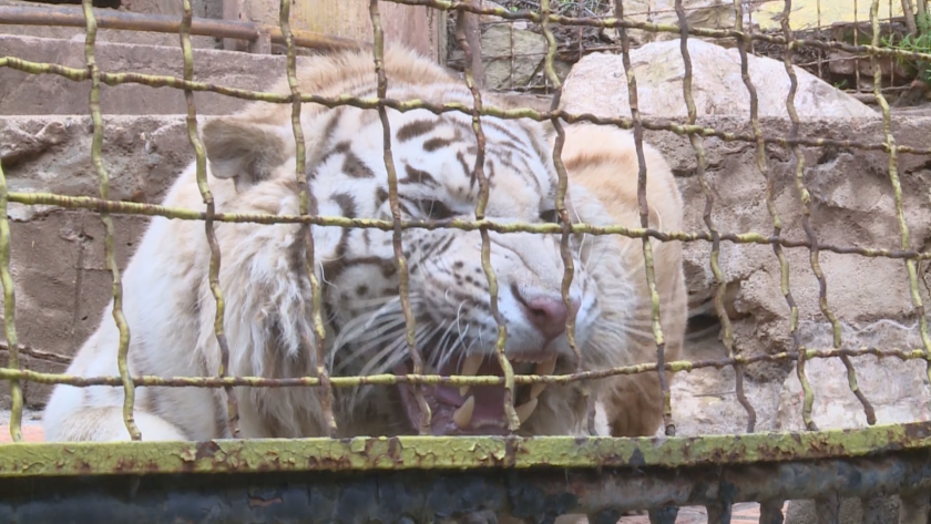 Починаха два сибирски тигъра в зоопарка в Стара Загора
