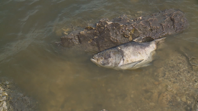 Мъртва риба изплува в езерото до русенското село Николово.Водоемът е