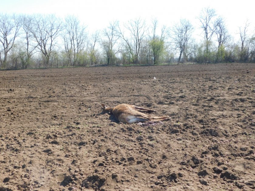 Убит елен е намерен в землището на разградското село Благоево.Сигналът