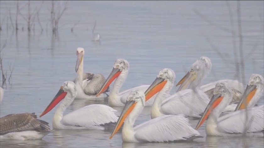 излюпиха първите малки къдроглавите пеликани резервата сребърна