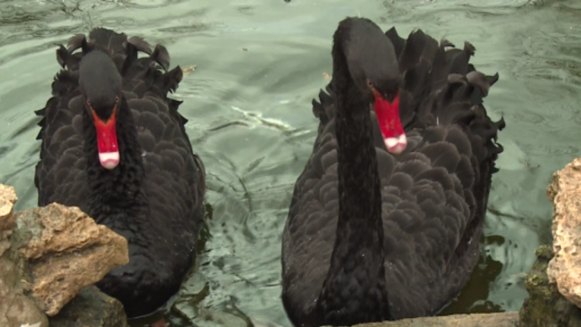 Двойка черни лебеди са една от най-големите атракции във Варна