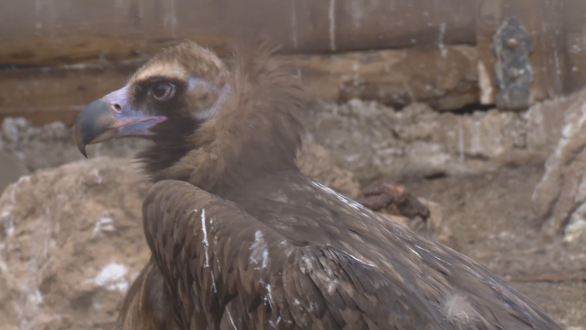 Опасни ли са лешоядите за хората?