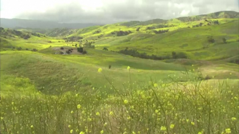 В Чино Хилс, Калифорния цъфнаха синапените полета в местния резерват.Растението,