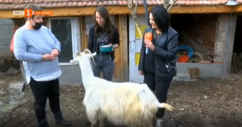 Възрастна коза беше спасена от природозащитници в Казанлък.Тя остаряла и