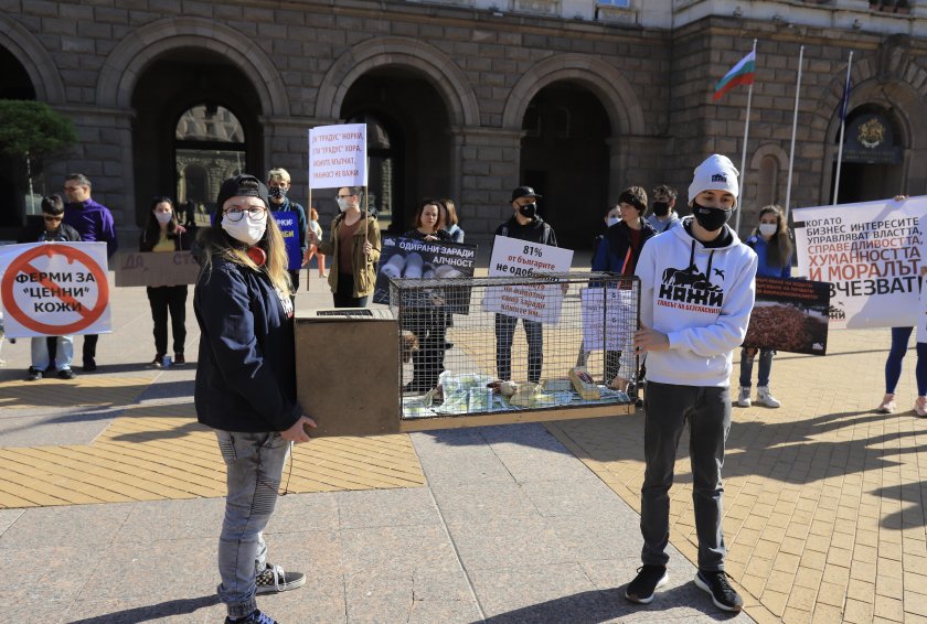 Протест с искане за затваряне на фермата за норки край