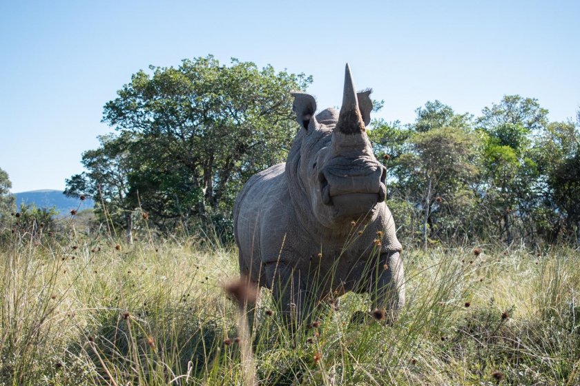 учени спасяват носорози ядрени технологии