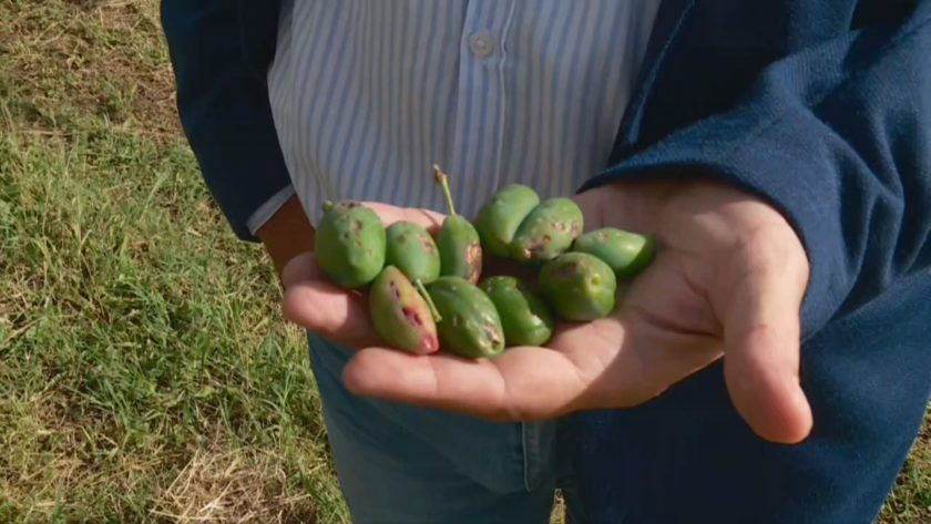 Градушка унищожи овощна реколта на метри от противоградова площадка