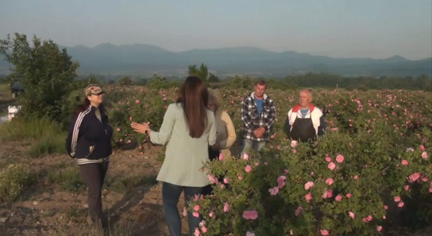 Защо в разгара на розобера производители излизат на протест