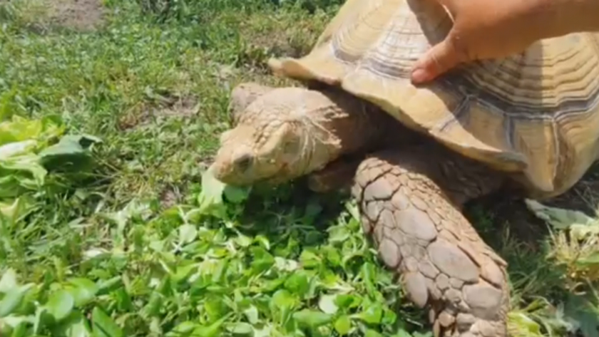 В зоопарка в Бургас живее най-голямата костенурка не само в