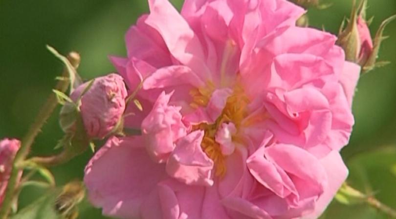 В Карлово днес е Празникът на розата. Честванията се провеждат,