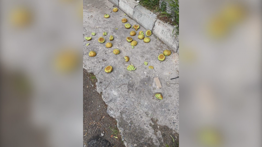 Зрители на БНТ сигнализираха за разпръсната храна с отрова в