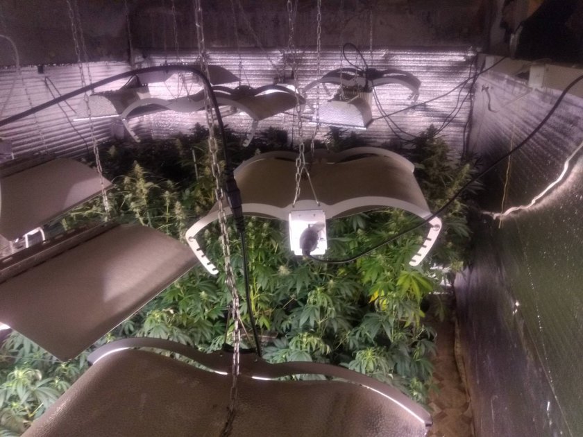Разбиха оранжерия с марихуана, намираща се в частен дом в