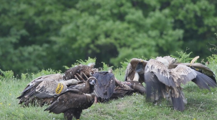 Черен лешояд от световно защитен вид се предполага, че е