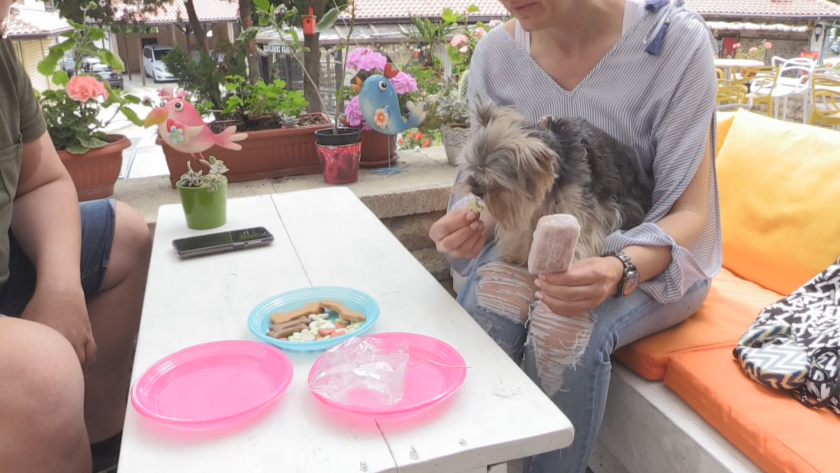 Сладолед за кучета изкушава домашните любимци в Несебър