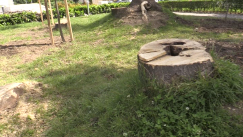 Премахването на опасни дървета в Кюстендил провокира недоволство сред жителите.