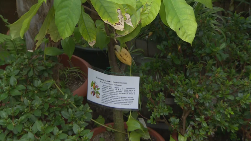 Откраднаха какаовата шушулка от ботаническата градина на БАН