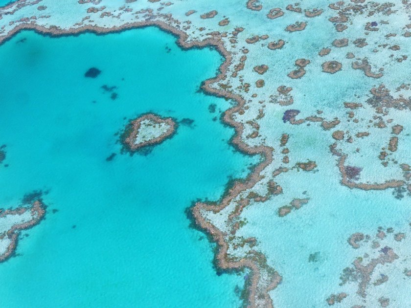 ЮНЕСКО: Големият бариерен риф трябва да бъде обявен за застрашен