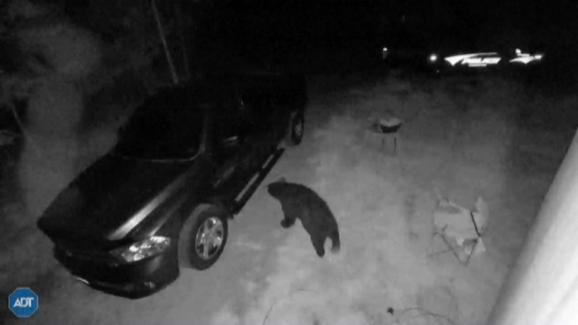 Едра черна мечка е отговорна за серия от случаи с