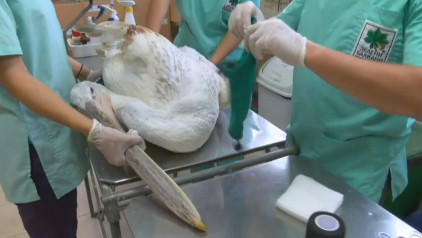 Шест ранени розови пеликани са били намерени в язовир Розов