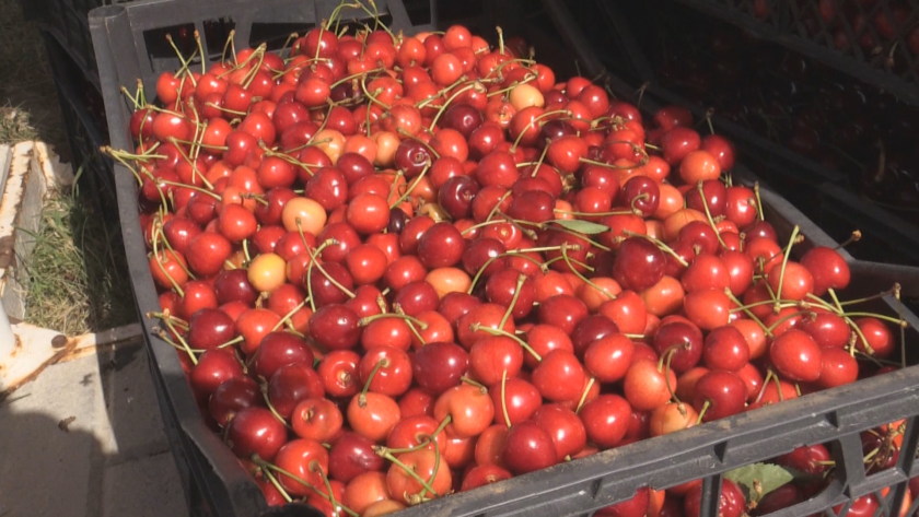 Тонове хубави и сладки череши ще отидат за ракия - няма кой да ги изкупи