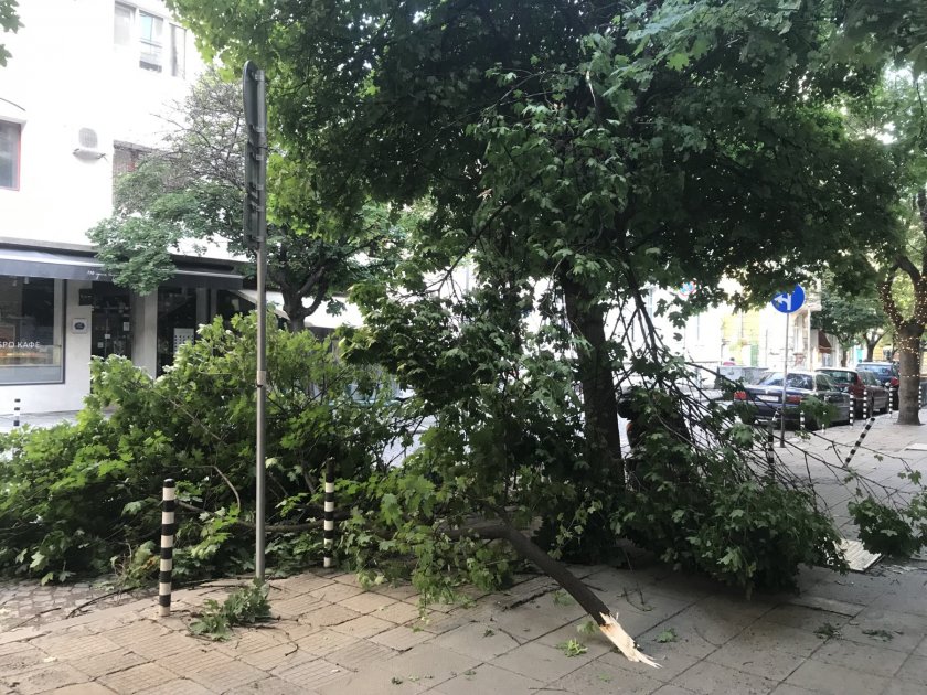 дърво падна центъра софия силната буря снощи снимки